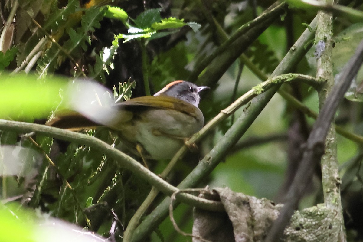 Russet-crowned Warbler - ML641567686