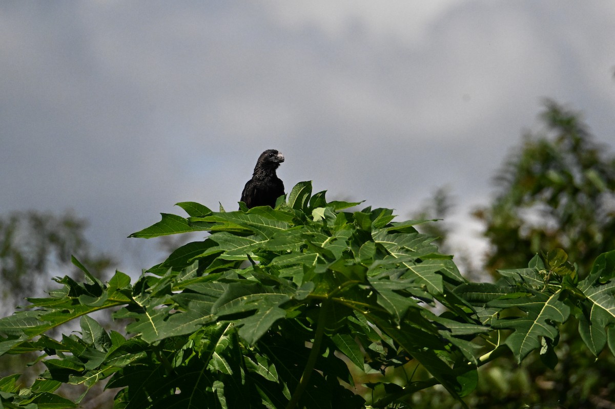 Smooth-billed Ani - ML641567687