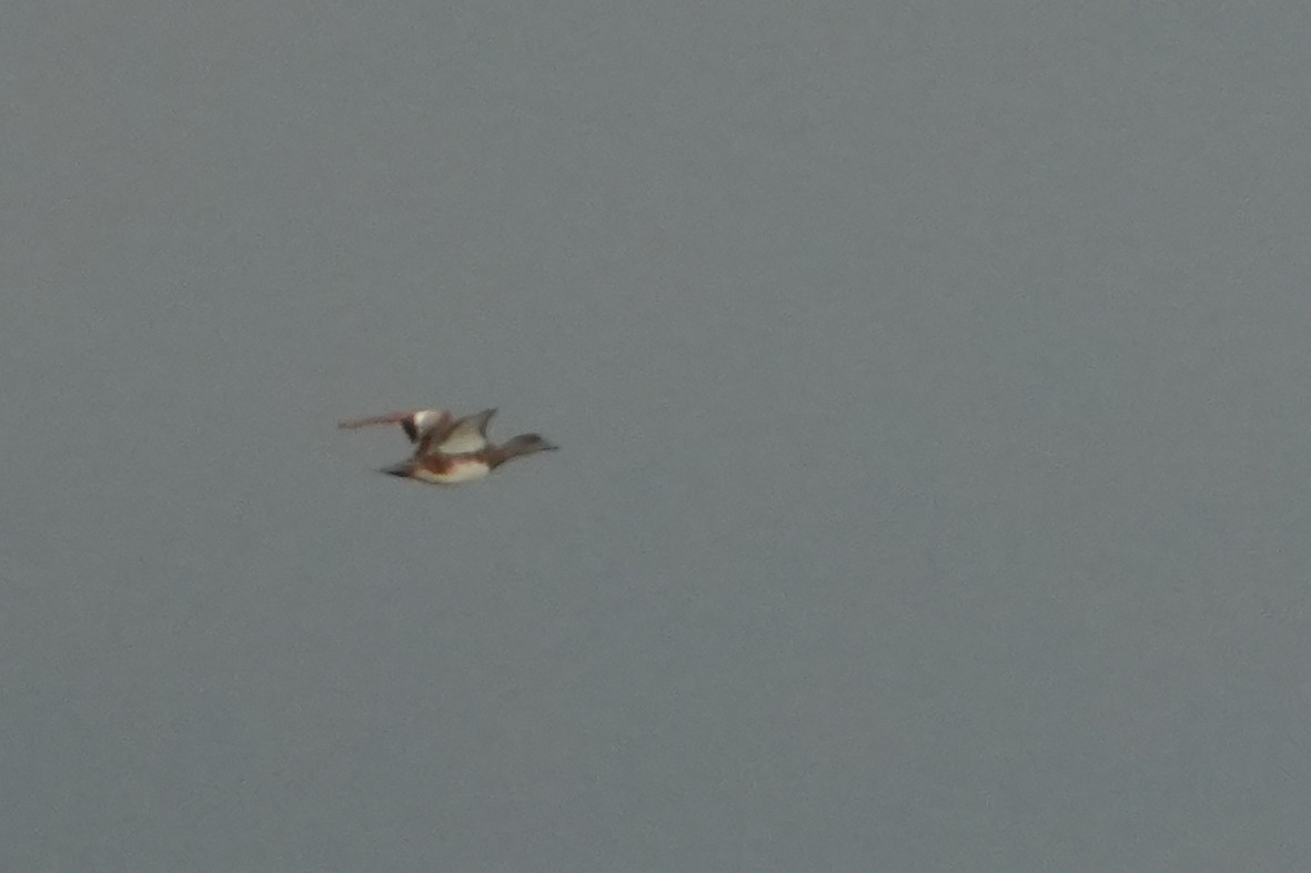 ברווז אמריקני - ML641567689