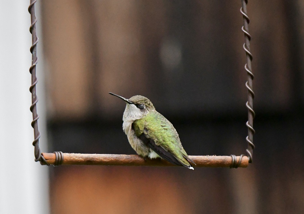 Ruby-throated Hummingbird - ML641567699