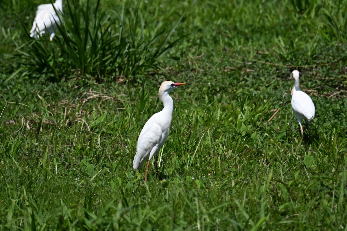 Western Cattle-Egret - ML641567723