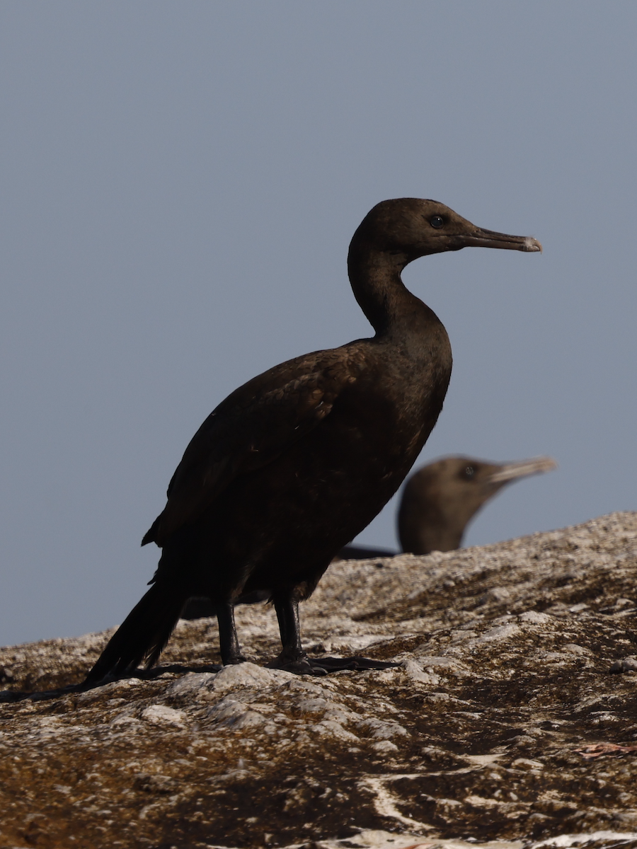 Cormoran des bancs - ML641567744
