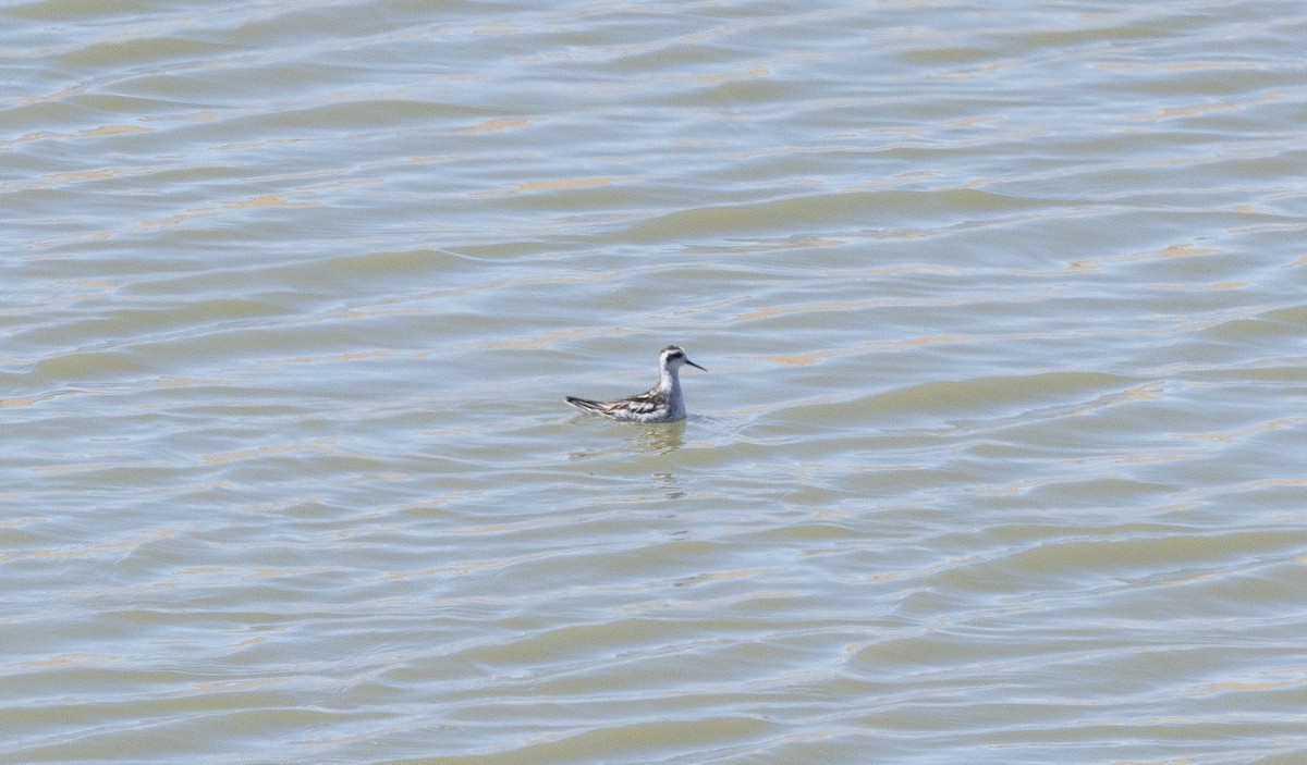 svømmesnipe - ML641567765