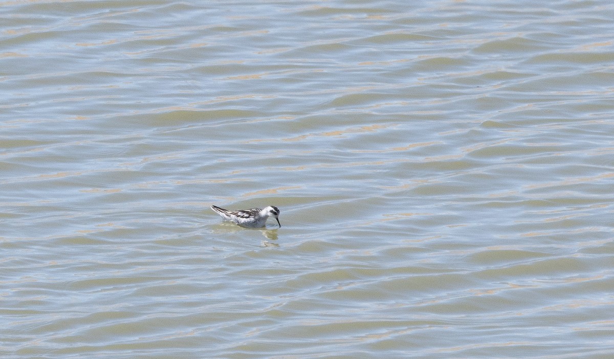 svømmesnipe - ML641567766