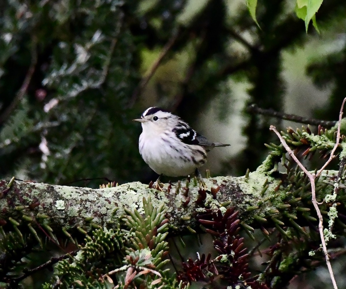 Black-and-white Warbler - ML641567767