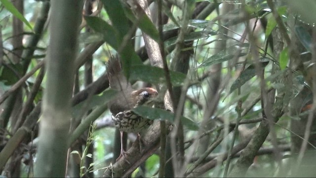 Short-tailed Antthrush - ML641567788