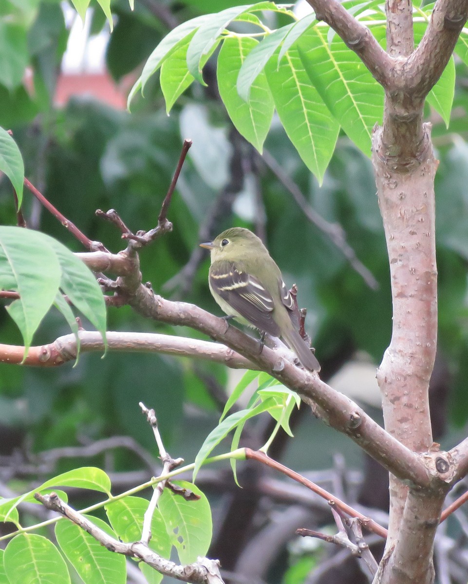 Empidonax sp. - ML641567805