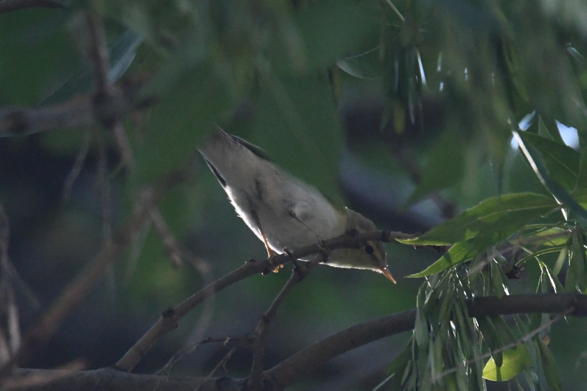 Wood Warbler - ML641567821