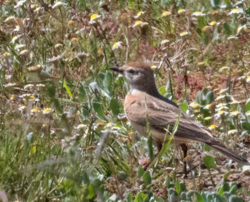 アフリカヒメコウテンシ - ML641567838