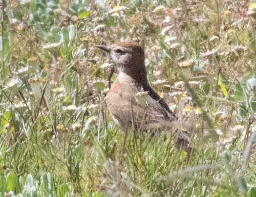 アフリカヒメコウテンシ - ML641567839