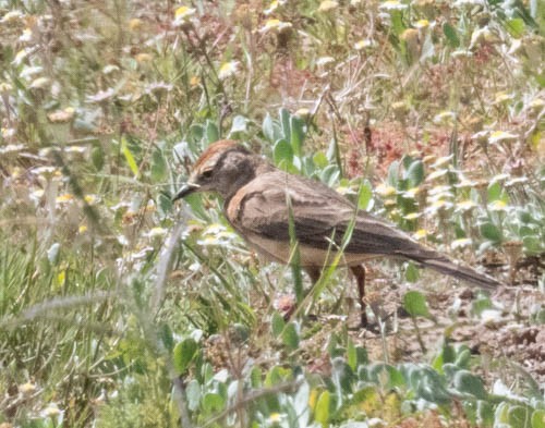アフリカヒメコウテンシ - ML641567840