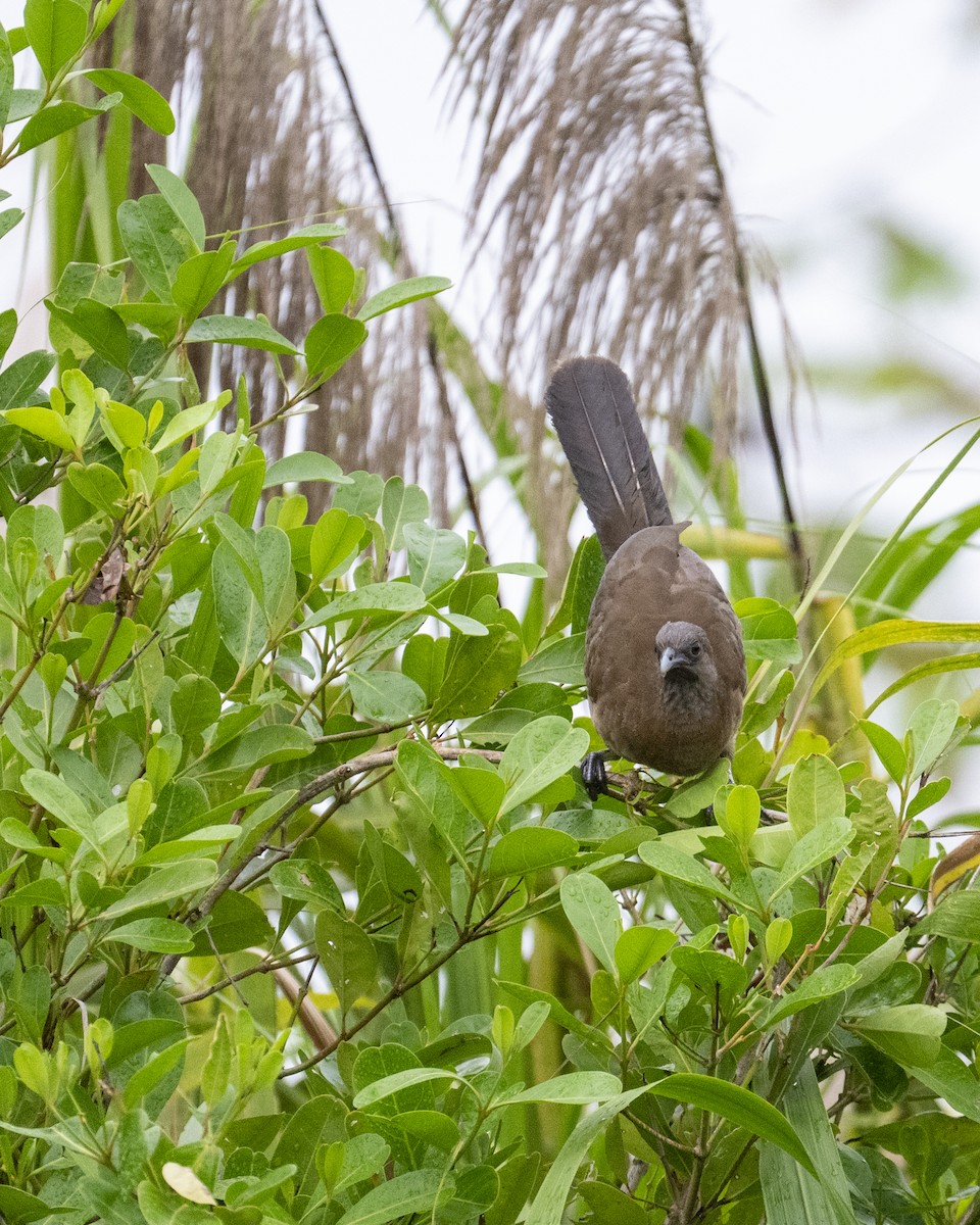 Gray-headed Chachalaca - ML641567892