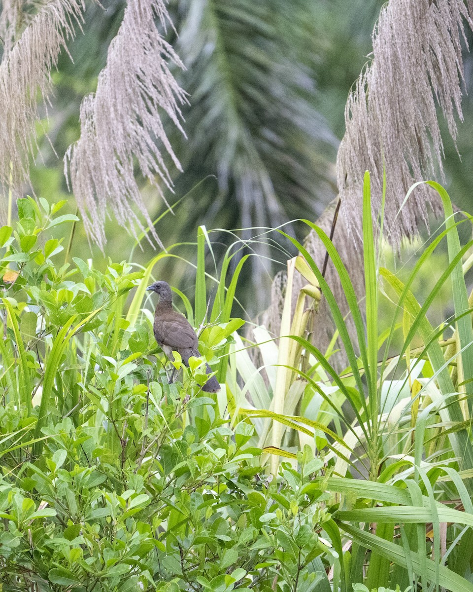 Gray-headed Chachalaca - ML641567895