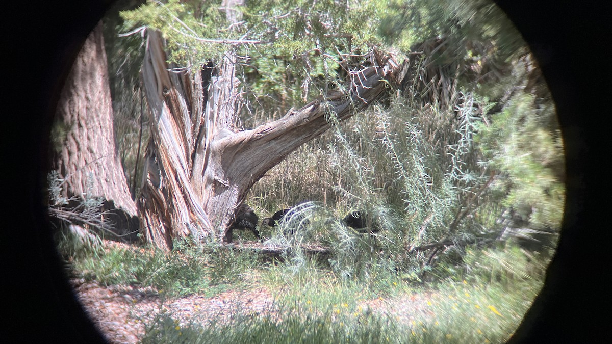 Wild Turkey - ML641567941