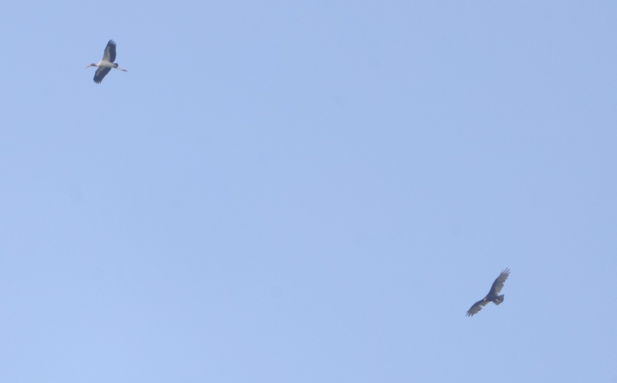 Wood Stork - ML641567997