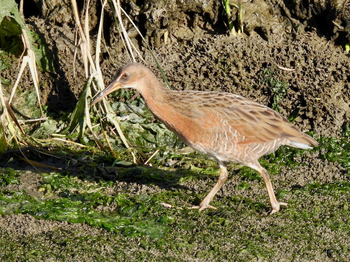 Ridgway's Rail - ML641568017