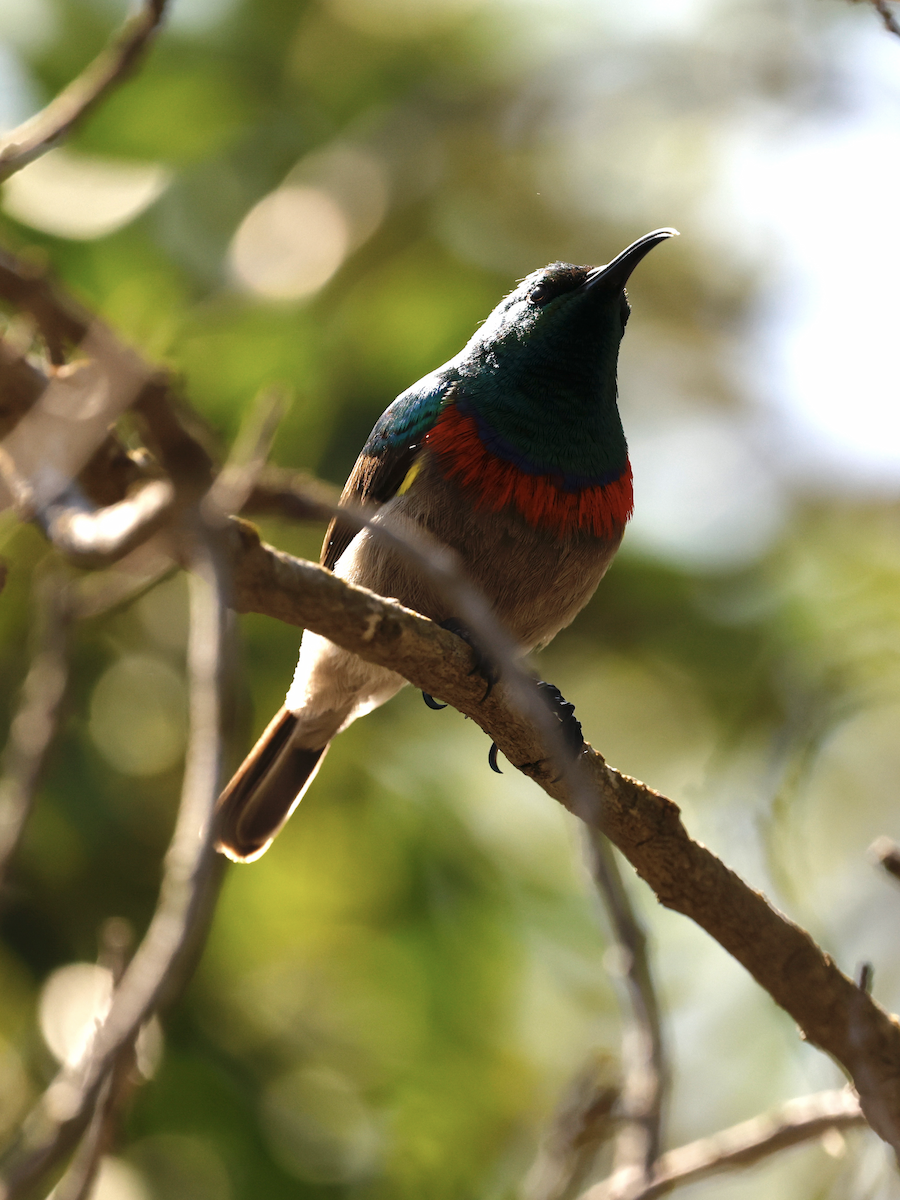 Southern Double-collared Sunbird - ML641568046