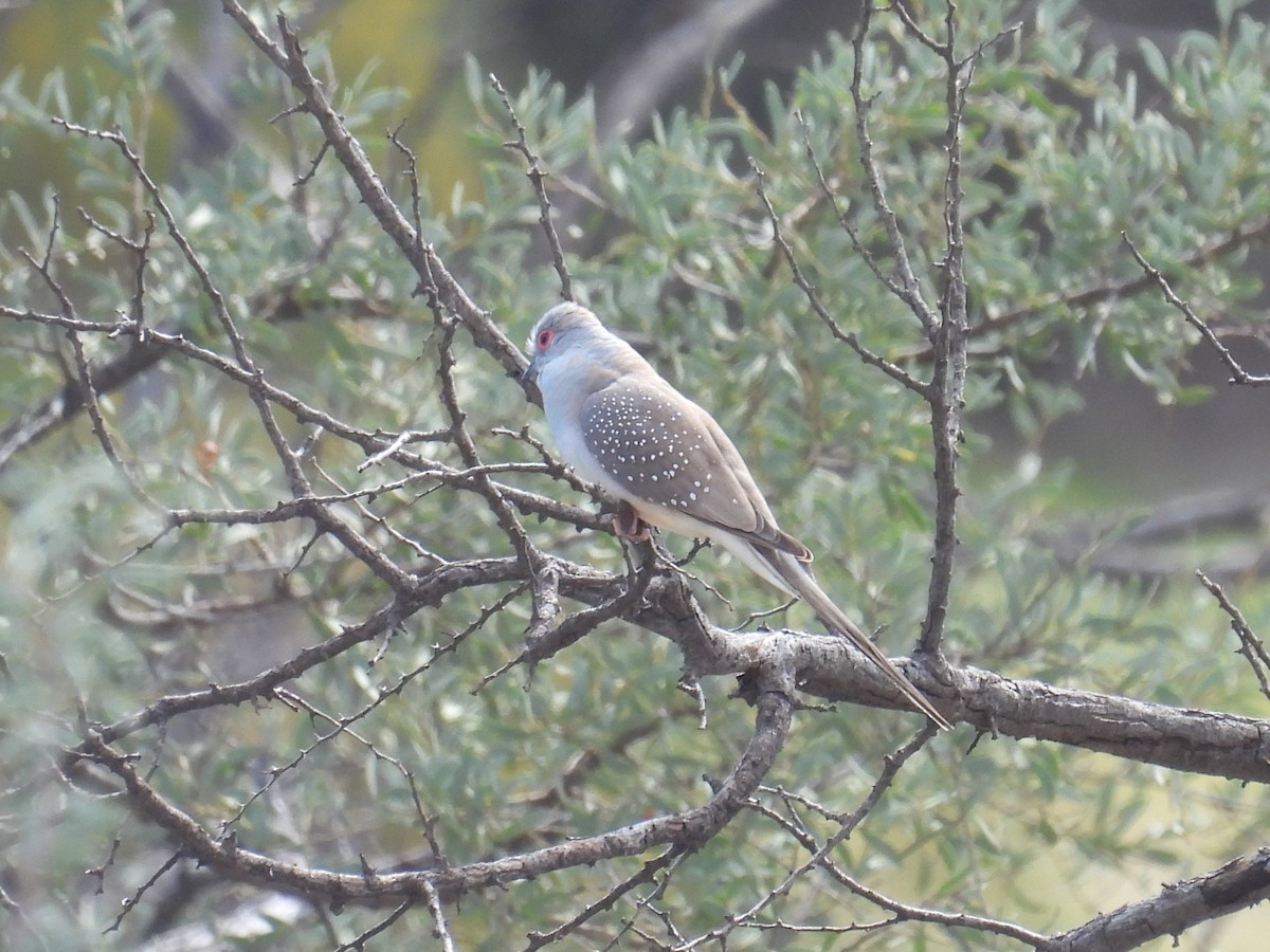 Diamond Dove - ML641568050