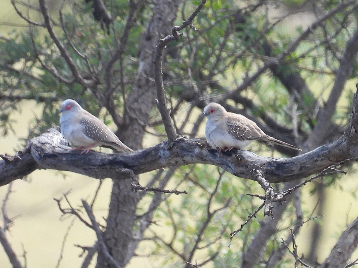 Diamond Dove - ML641568054