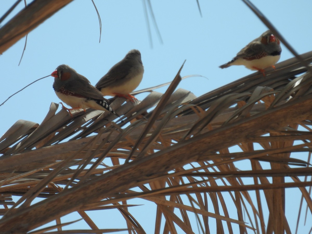 Zebra Finch - ML641568079