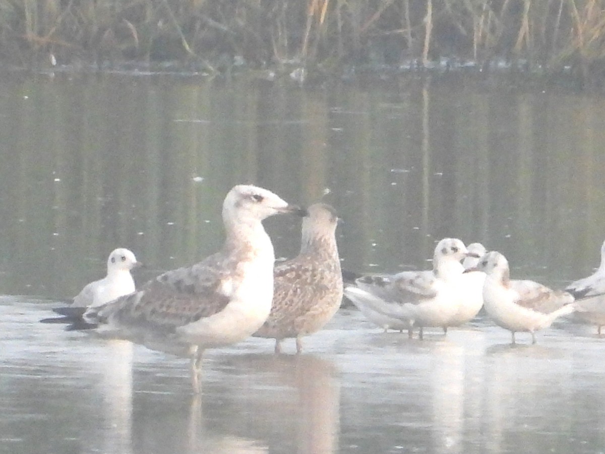 Kaiotzar burubeltza - ML641568118