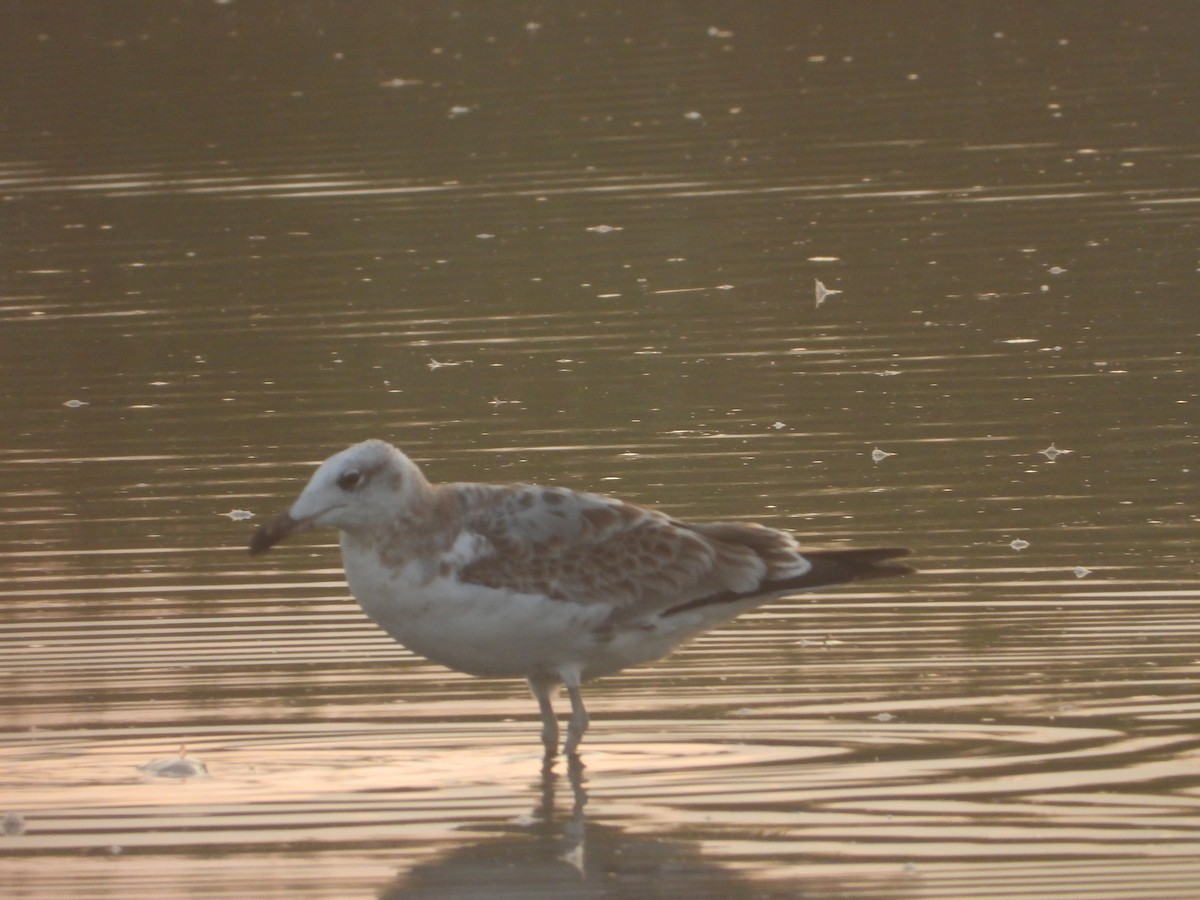 Kaiotzar burubeltza - ML641568137