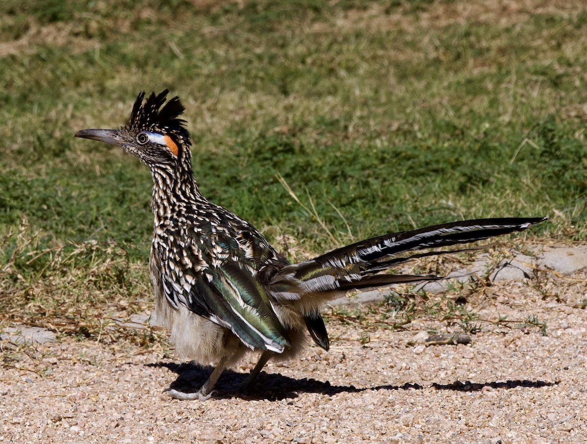 Greater Roadrunner - ML641568157