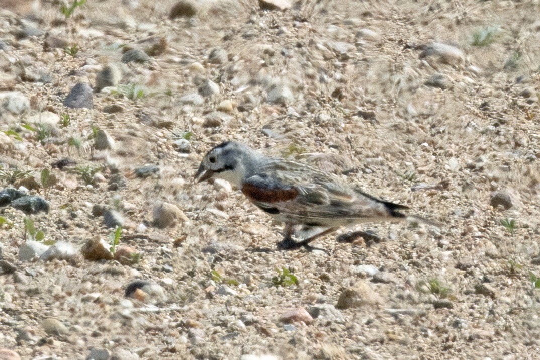 Thick-billed Longspur - ML641568160