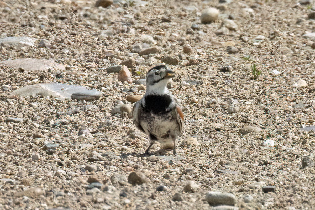 Thick-billed Longspur - ML641568161