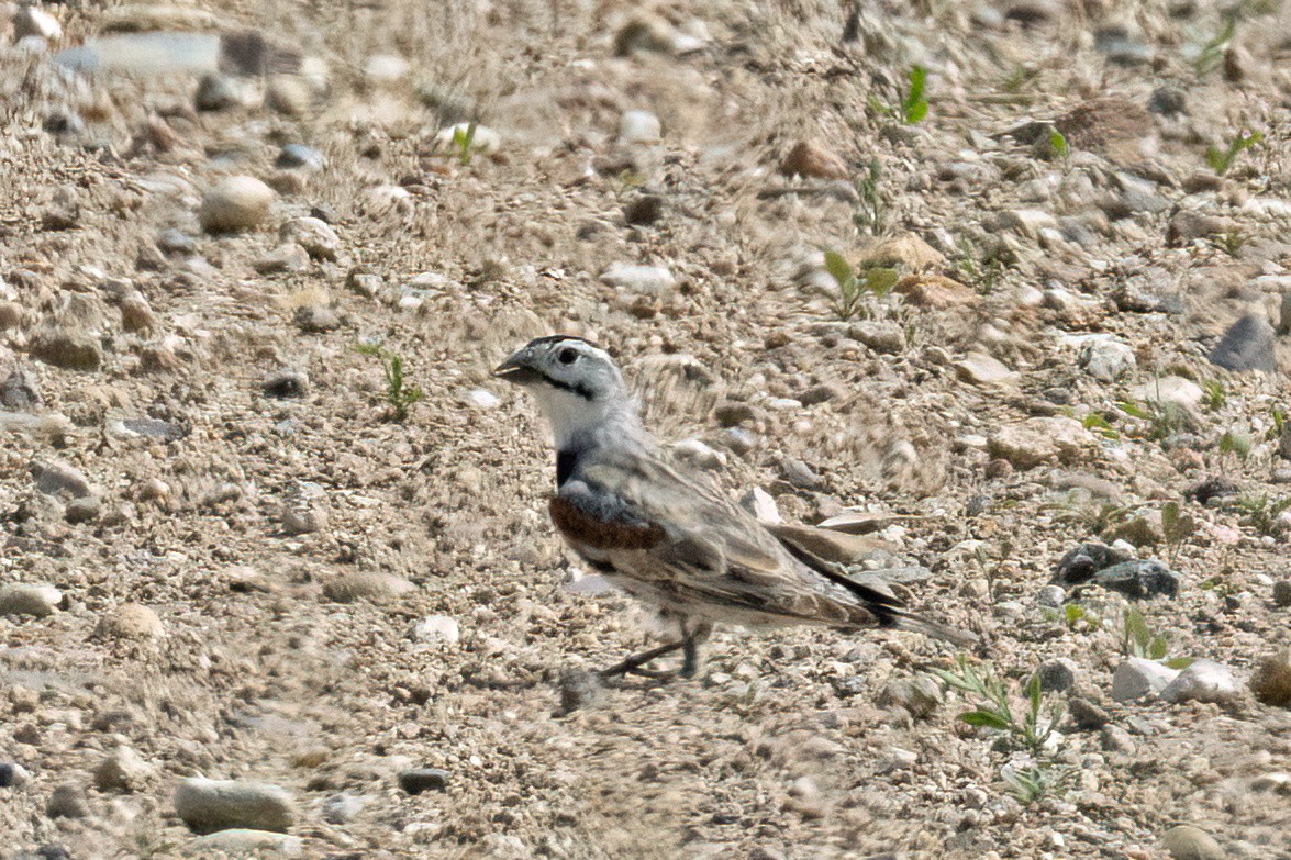 Thick-billed Longspur - ML641568162
