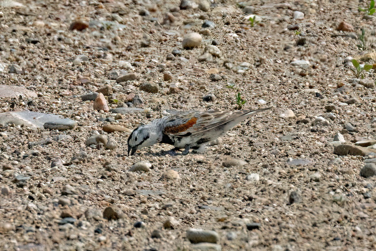 Thick-billed Longspur - ML641568163