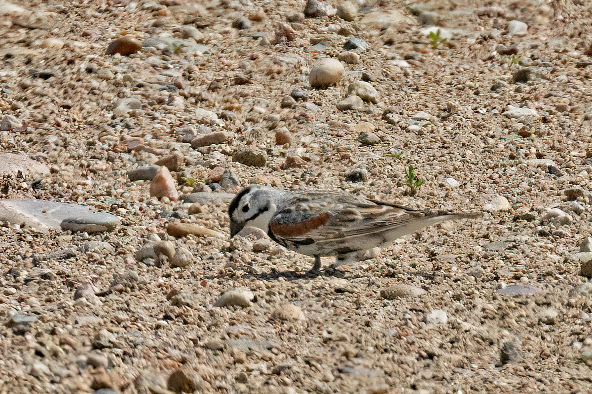 Thick-billed Longspur - ML641568164