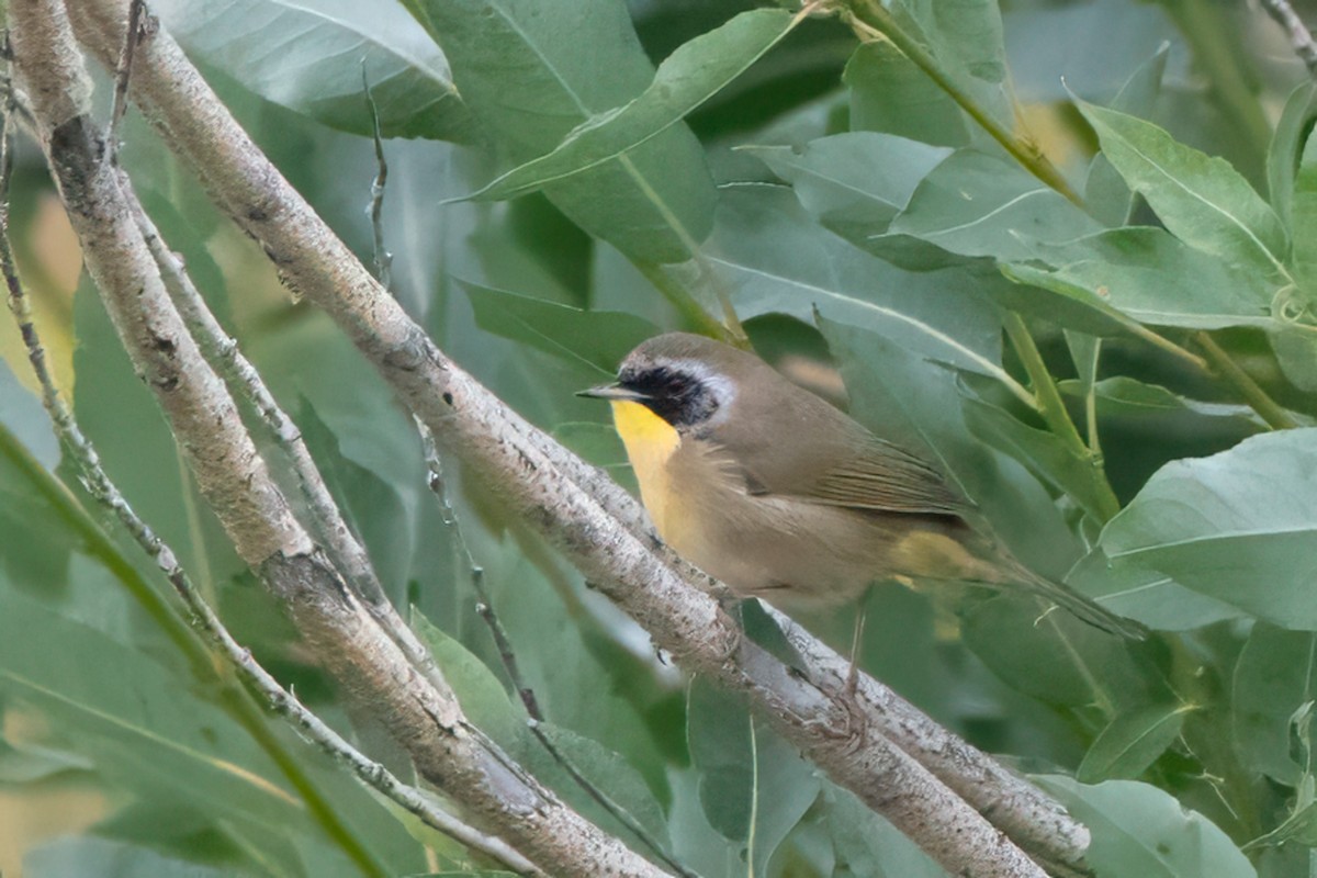 Common Yellowthroat - ML641568244