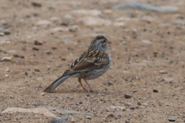Brewer's Sparrow - ML641568256