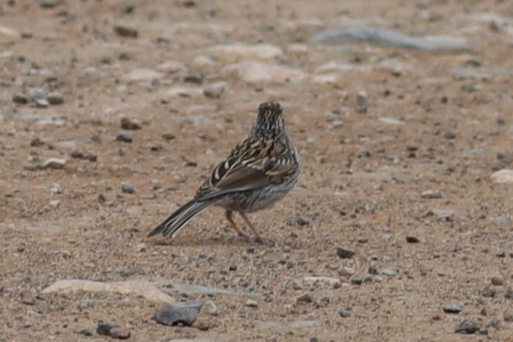 Brewer's Sparrow - ML641568257