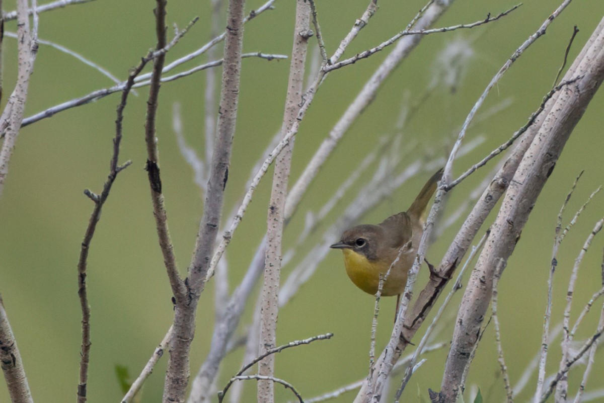 Common Yellowthroat - ML641568265