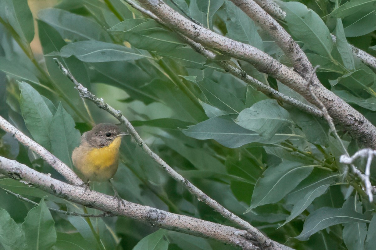 Common Yellowthroat - ML641568266