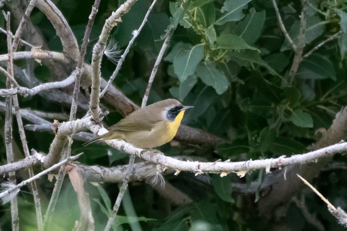 Common Yellowthroat - ML641568267