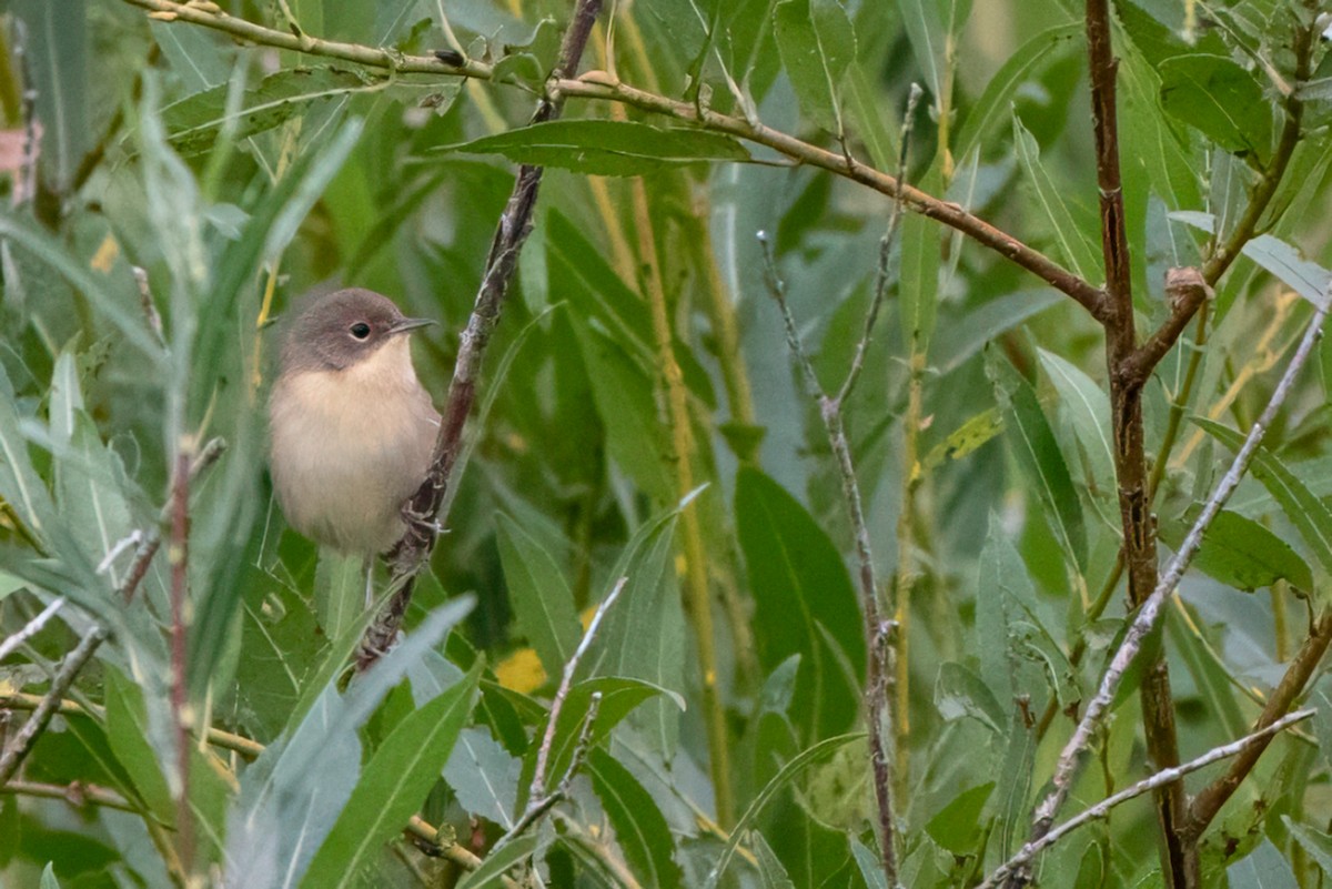 Common Yellowthroat - ML641568268