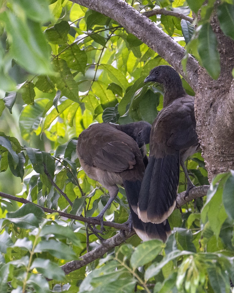 Gray-headed Chachalaca - ML641568344
