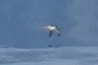 Short-tailed Albatross - ML641568380