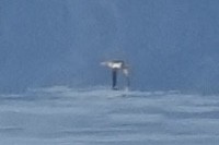 Short-tailed Albatross - ML641568382