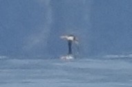 Short-tailed Albatross - ML641568383