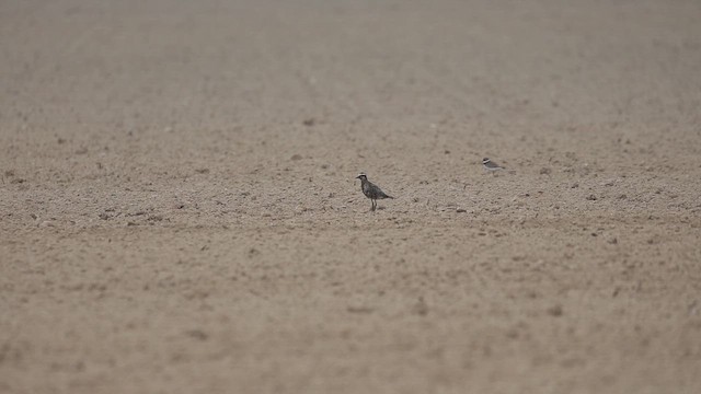 American Golden-Plover - ML641568389
