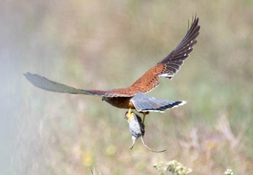 Rock Kestrel - ML641568416