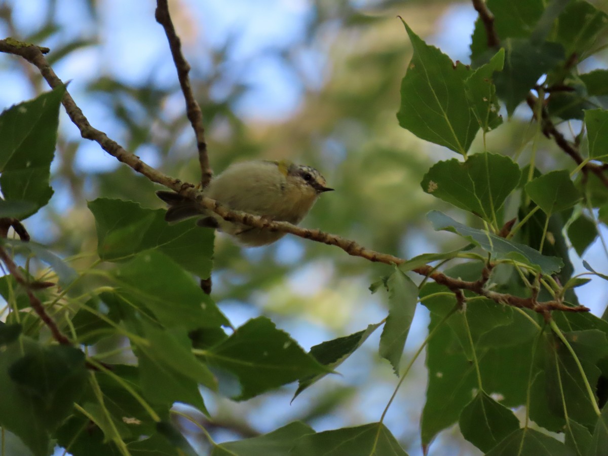 Common Firecrest - ML641568424