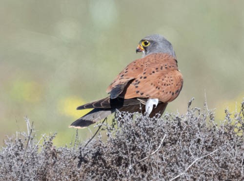 Rock Kestrel - ML641568439