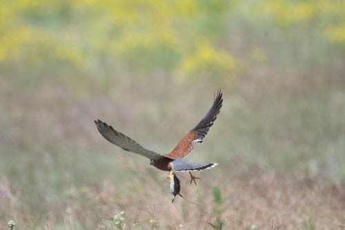 Rock Kestrel - ML641568440