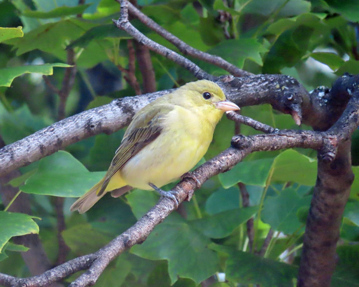 Scarlet Tanager - ML641568456
