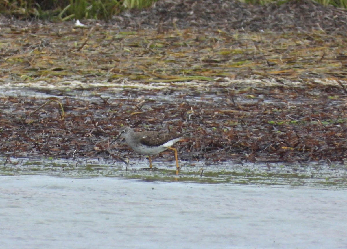 Lesser Yellowlegs - ML641568483
